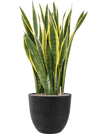 Pflanzen Arrangement „Sansevieria trifasciata & Artstone“ Schwarz, Ø 45 x 110-120 cm