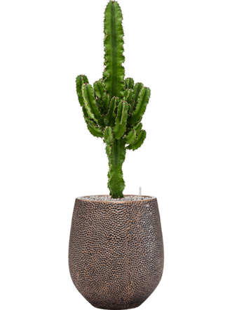 Pflanzen Arrangement „Euphorbia erytrea & Baq Opus Hit“ Ø 38 x 110-120 cm
