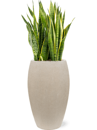 Plant arrangement "Sansevieria trifasciata & Baq Raindrop" Ø 45 x 110-120 cm