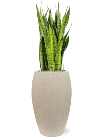 Pflanzen Arrangement „Sansevieria zeylanica & Raindrop“ Ø 40 x 110-120 cm