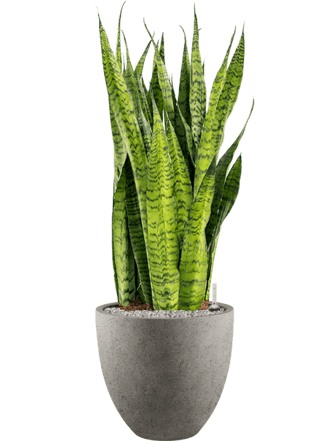 Plantes Arrangement "Sansevieria zeylanica & Grigio" Ø 40 x 110-120 cm