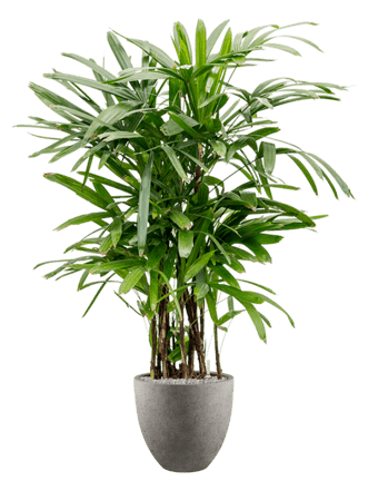 Pflanzen Arrangement „Rhapis excelsa & Grigio“ Ø 70 x 160-170 cm