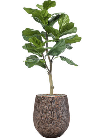 Pflanzen Arrangement „Ficus lyrata in Baq Opus Hit Gold“ Ø 38/ Höhe 130-140 cm