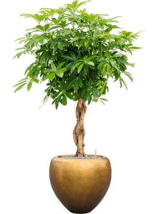 Pflanzen Arrangement „Schefflera arboricola & Metallic Leaf Silver“ Honey Matt, Ø 60 x 160-170 cm