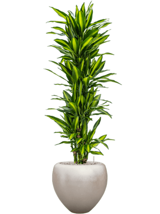 Plant arrangement "Dracaena fragrans & Metallic Silver Leaf" Ø 50 x 180-190 cm