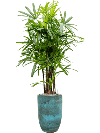 Arrangement de plantes "Rhapis excelsa & Pure" Ø 80 x 210-220 cm