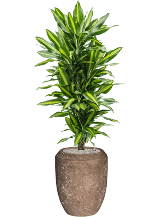 Pflanzen Arrangement „Dracaena fragrans & Polystone Coated Plain“ Ø 45 x 160-170 cm