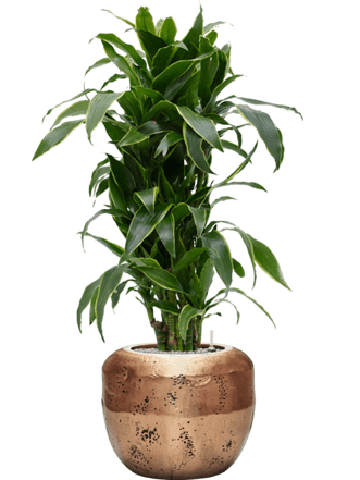 Plant arrangement "Dracaena fragrans & Opus Raw" Ø 60 x 130-140 cm
