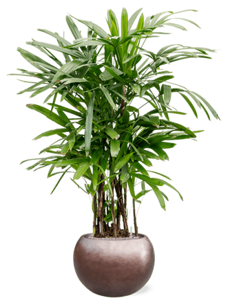 Pflanzen Arrangement „Rhapis excelsa & Metallic Leaf Silver“ Coffee Matt Ø 70 x 160-170 cm
