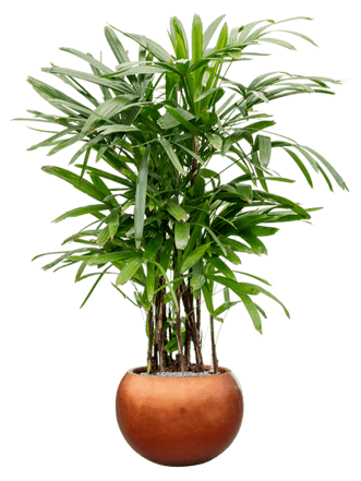 Pflanzen Arrangement „Rhapis excelsa & Metallic Leaf Silver“ Copper Ø 70 x 160-170 cm
