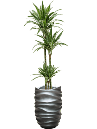 Pflanzen Arrangement „Dracaena deremensis & Gradient Lee“ Grau matt, Ø 40 x 170-180 cm