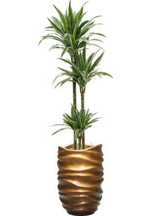 Plant arrangement "Dracaena deremensis & Gradient Lee" Honey matt, Ø 40 x 170-180 cm