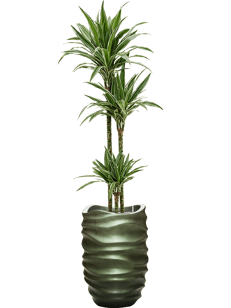 Plant arrangement "Dracaena deremensis & Gradient Lee" Forest matt, Ø 40 x 170-180 cm