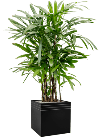 Pflanzen Arrangement „Rhapis excelsa & Baq Line-up“ Schwarz, Ø 70 x 170-180 cm