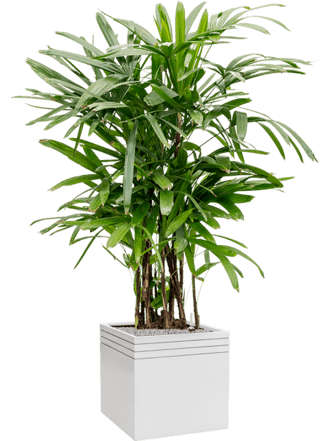 Pflanzen Arrangement „Rhapis excelsa & Baq Line-up“ Weiss, Ø 70 x 170-180 cm