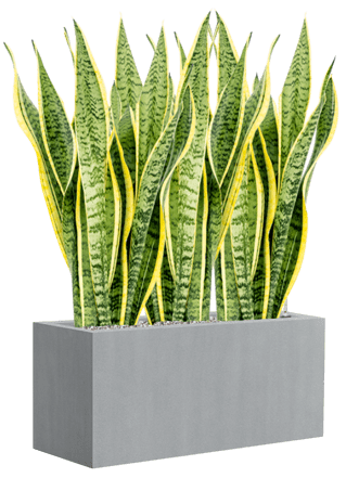 Plant arrangement "Sansevieria trifasciata & Argento" 80 x 80-90 cm