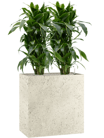 Plant arrangement "Dracaena fragrans & Grigio" 80 x 140-150 cm