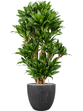Plant arrangement "Dracaena fragrans & Raindrop" Ø 45 x 130-140 cm