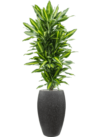 Plant arrangement "Dracaena fragrans & Raindrop" Ø 40 x 170-180 cm
