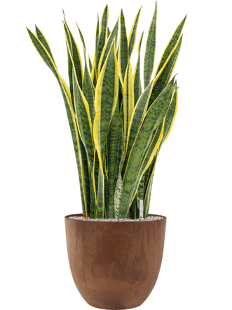 Plant arrangement "Sansevieria trifasciata & Artstone" Oak, Ø 45 x 110-120 cm