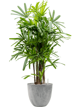 Pflanzen Arrangement „Rhapis excelsa & Artstone“ Ø 80 x 140-150 cm