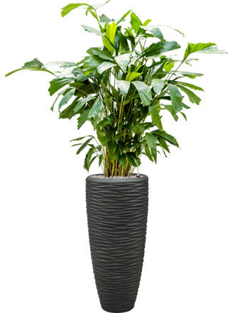 Pflanzen Arrangement „Caryota mitis & Baq Polystone Seaside“ Anthrazit, Ø 45 x 150-160 cm