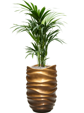 Pflanzen Arrangement „Kentia Howea forsteriana & Baq Gradient Lee“ Honey Matt, Ø 50 x 130-140 cm
