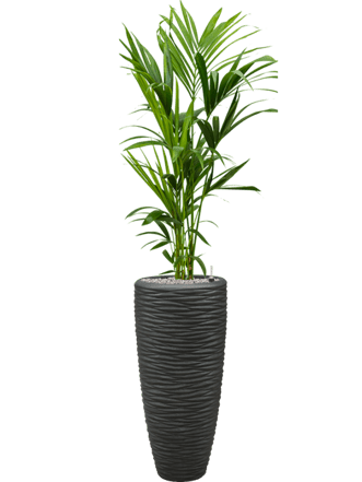 Pflanzen Arrangement „Kentia Howea forsteriana & Polystone Seaside“ Smoke, Ø 50 x 140-150 cm