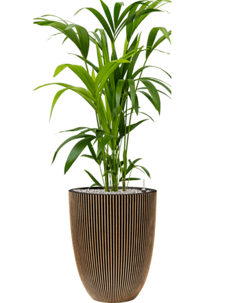 Plant arrangement "Kentia Howea forsteriana & Capi Nature Groove" Gold Ø 50 x 110-120 cm