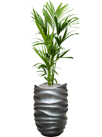 Pflanzen Arrangement „Kentia Howea forsteriana & Baq Gradient Lee“ Grau Matt, Ø 50 x 150-160 cm