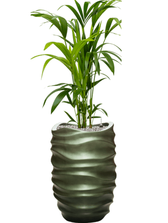 Plant arrangement "Kentia Howea forsteriana & Baq Gradient Lee" Forest Matt, Ø 50 x 130-140 cm