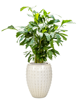 Pflanzen Arrangement „Caryota mitis & Laos“ - Ø 44 x 130-140 cm