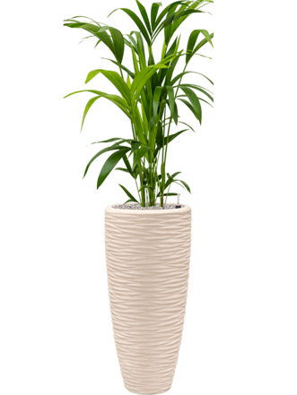 Plant arrangement "Kentia Howea forsteriana & Polystone Seaside" Beige, Ø 50 x 140-150 cm