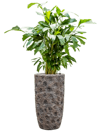 Pflanzen Arrangement „Caryota mitis & Luxe Lite Universe Moon“ Ø 45 x 150-160 cm
