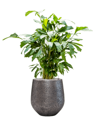 Pflanzen Arrangement „Caryota mitis & Baq Opus Hit“ Ø 45 x 130-140 cm