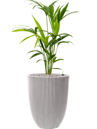 Pflanzen Arrangement „Kentia Howea forsteriana & Capi Nature Groove“ Elfenbein Ø 40 x 100-110 cm