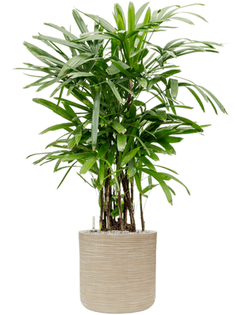 Plant arrangement "Rhapis excelsa & Baq Dune" Ø 75 x 130-140 cm