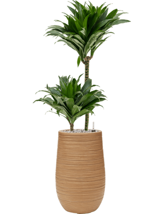 Plant arrangement "Dracaena fragrans & Dune" Ø 30 x 100-110 cm