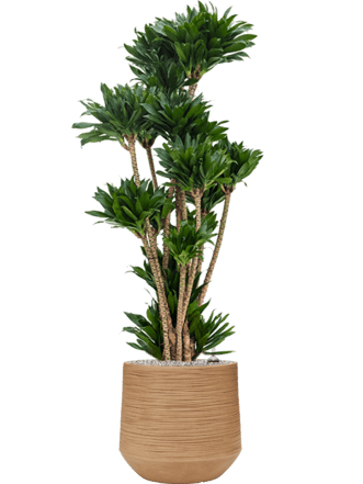Plant arrangement "Dracaena fragrans & Dune" Ø 60 x 140-150 cm