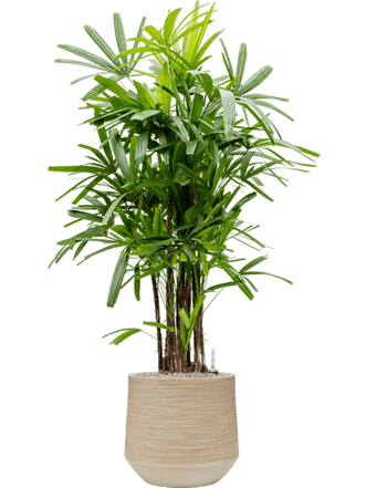 Pflanzen Arrangement „Rhapis excelsa & Baq Dune“ Beige, Ø 90 x 150-160 cm