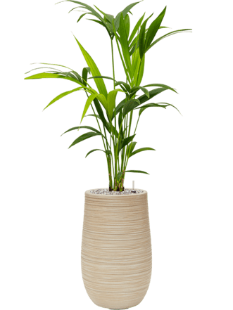 Pflanzen Arrangement „Kentia Howea forsteriana & Baq Dune“ Beige, Ø 40 x 100-110 cm