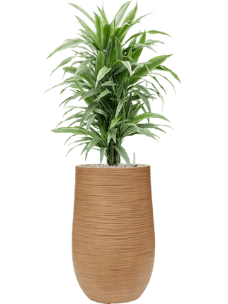 Plantes Arrangement "Dracaena deremensis & Baq Dune" Light Brown, Ø 45 x 110-120 cm