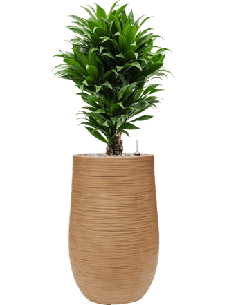 Plant arrangement "Dracaena fragrans & Dune" Ø 40 x 110-120 cm