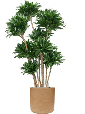 Arrangement de plantes "Dracaena fragrans & Dune" Ø 75 x 180-190 cm