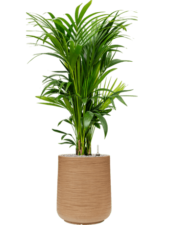 Pflanzen Arrangement „Kentia Howea forsteriana & Baq Dune“ Light Brown, Ø 60 x 130-140 cm
