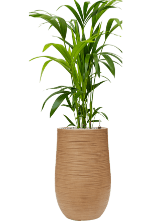 Pflanzen Arrangement „Kentia Howea forsteriana & Baq Dune“ Light Brown, Ø 50 x 120-130 cm