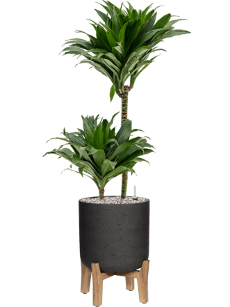 Arrangement de plantes "Dracaena fragrans & Rough With Feet Low" Ø 30 x 90-100 cm