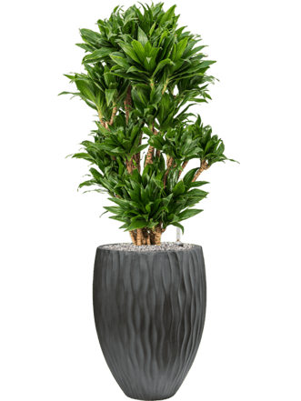 Plant arrangement "Dracaena fragrans & Wave" Ø 50 x 110-120 cm