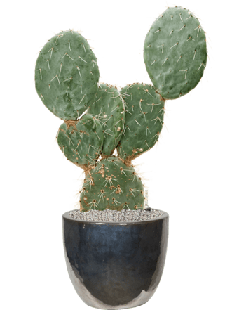 Pflanzen Arrangement „Opuntia Maxima & Plain“ Ø 60 x 100-110 cm