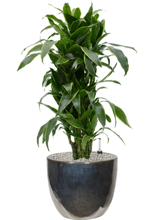 Plant arrangement "Dracaena fragrans & Plain" Ø 60 x 100-110 cm